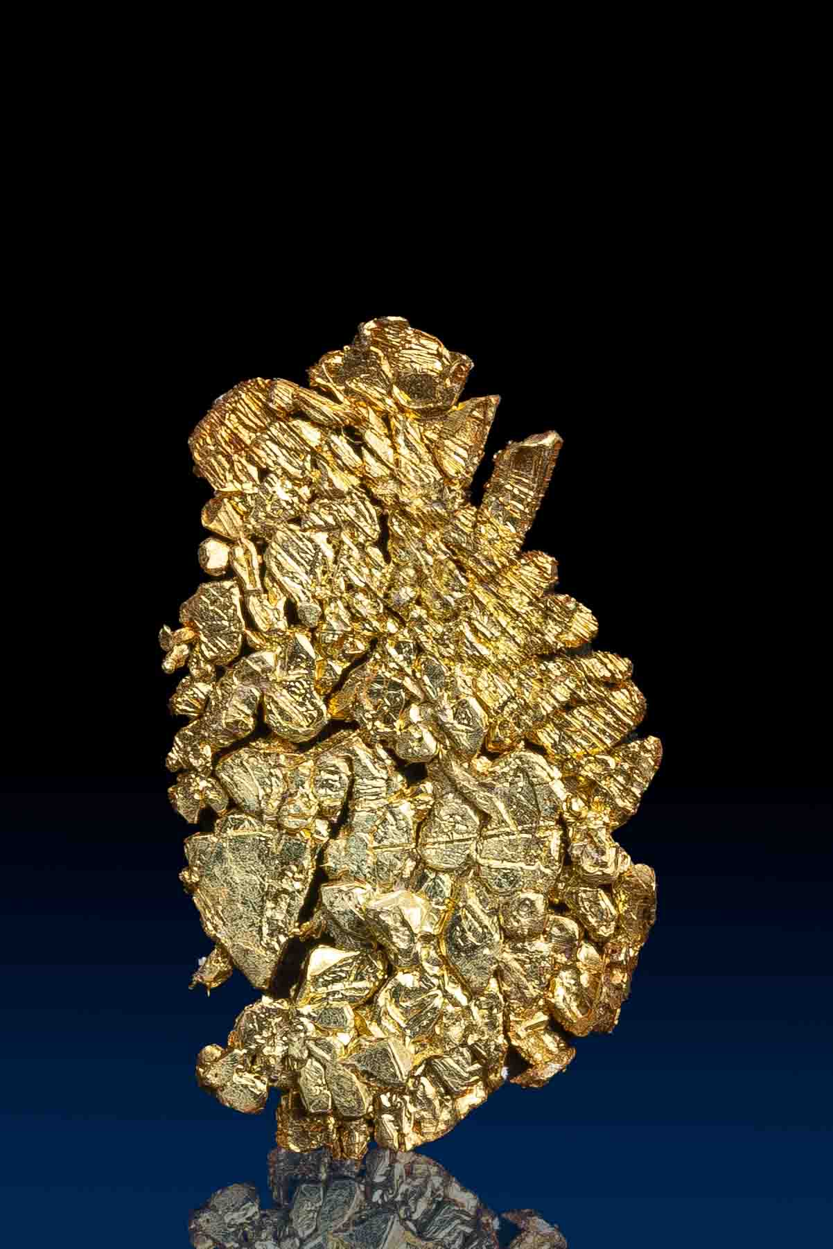 (image for) Spectacularly Detailed Shiny Crystallized Gold Specimen from Farncomb Hill, CO